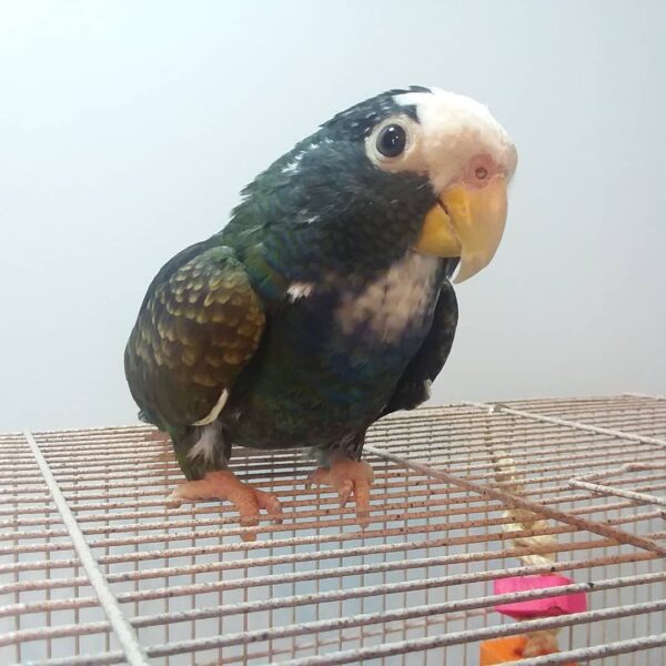 White Capped Pionus - Image 2