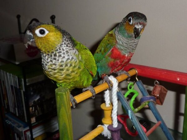 Black Capped Conure - Image 2