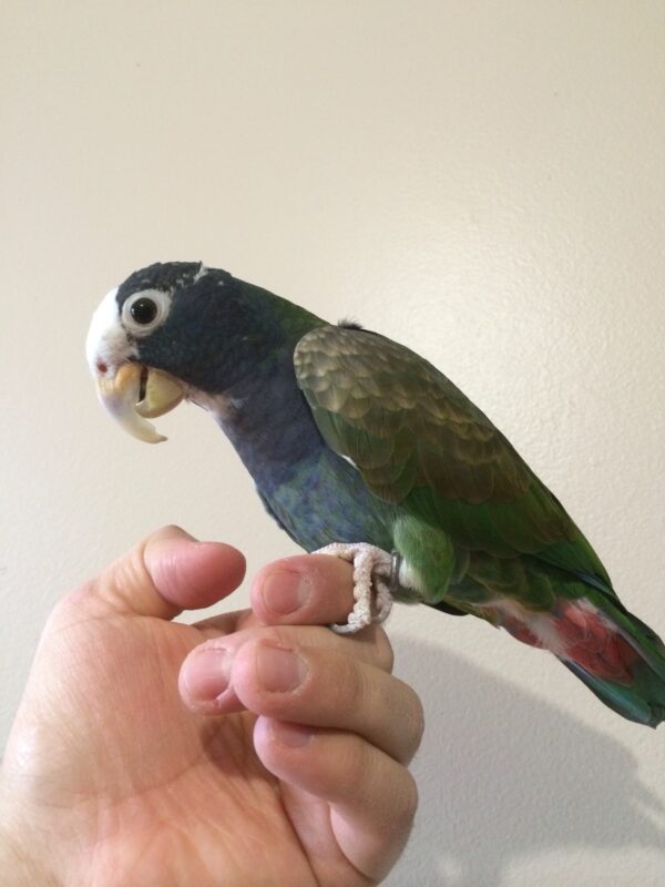 White Capped Pionus - Image 3