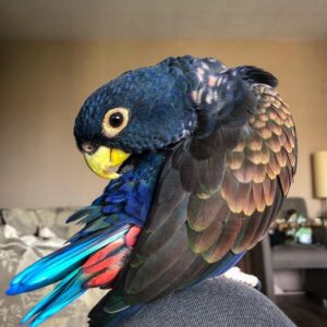 Bronze Winged Pionus