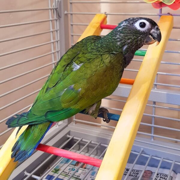 Maximilian’s Pionus - Image 3
