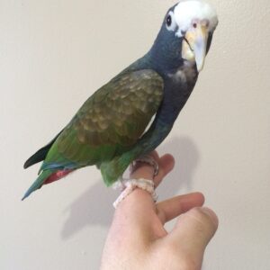 White Capped Pionus