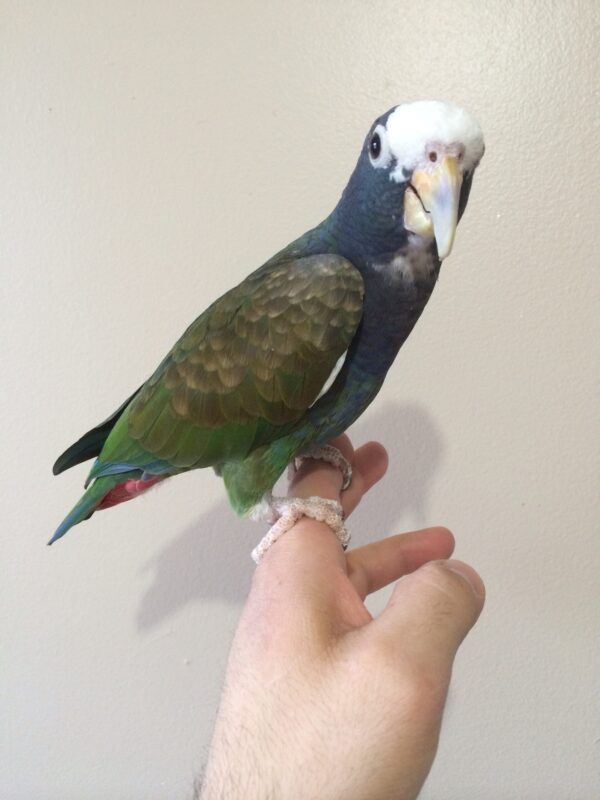 White Capped Pionus