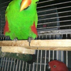 Vosmaer’s Eclectus