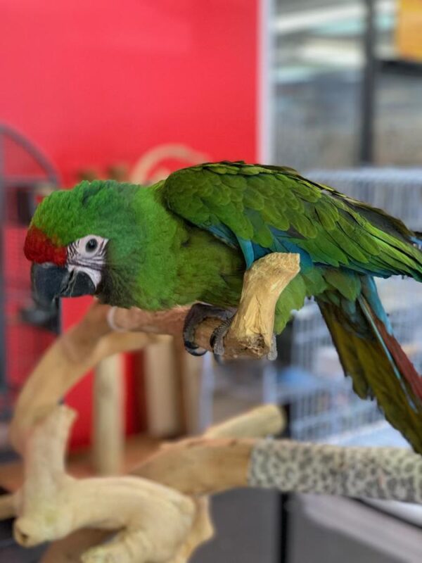 Severe Macaw - Image 2