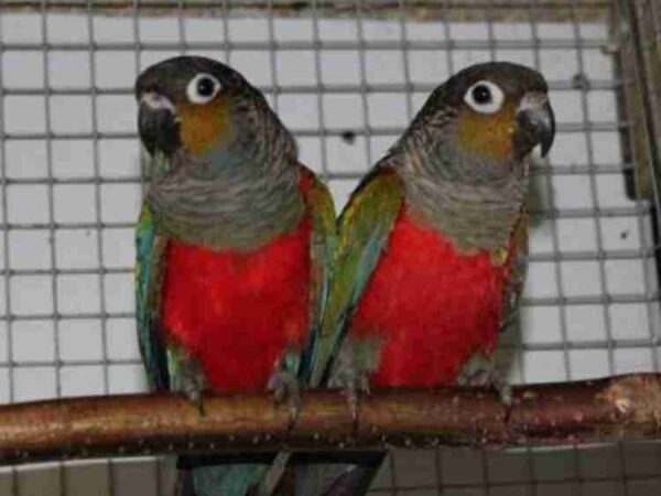 Crimson Bellied Conure - Image 2