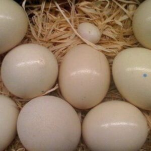 Cockatoo Eggs For Sale