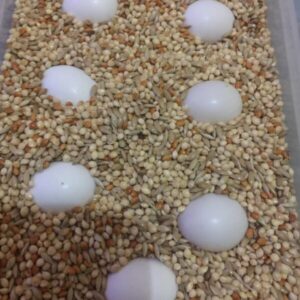 African Grey Parrot Eggs For Sale