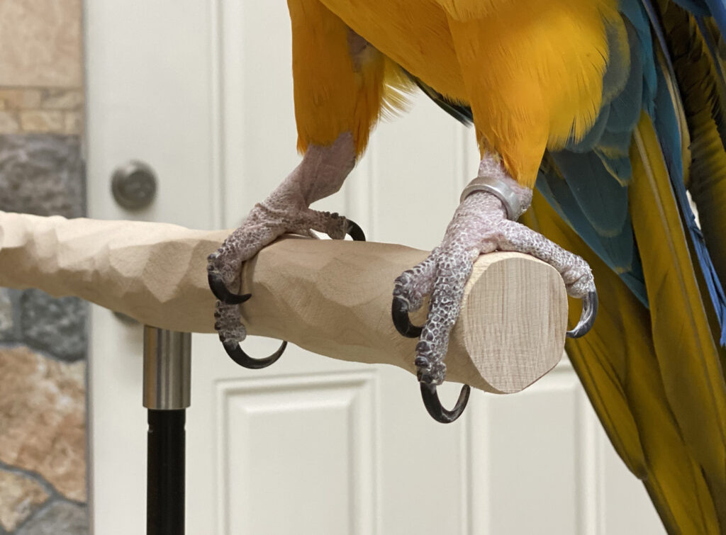 A Comprehensive Guide to Trimming Your Parrot’s Nails