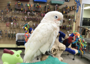 A Guide to Parrot Nutrition: What to Feed and What to Avoid