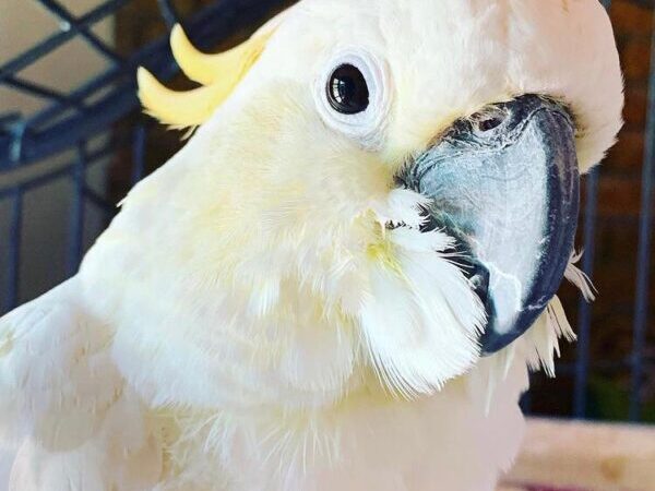 The Ultimate Guide to Cockatoo Parrots – Species, Care, and Everything You Need to Know – Troy Kelso Farms