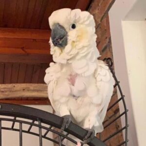 Cockatoo For Sale