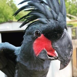 Black Palm Cockatoo For sale
