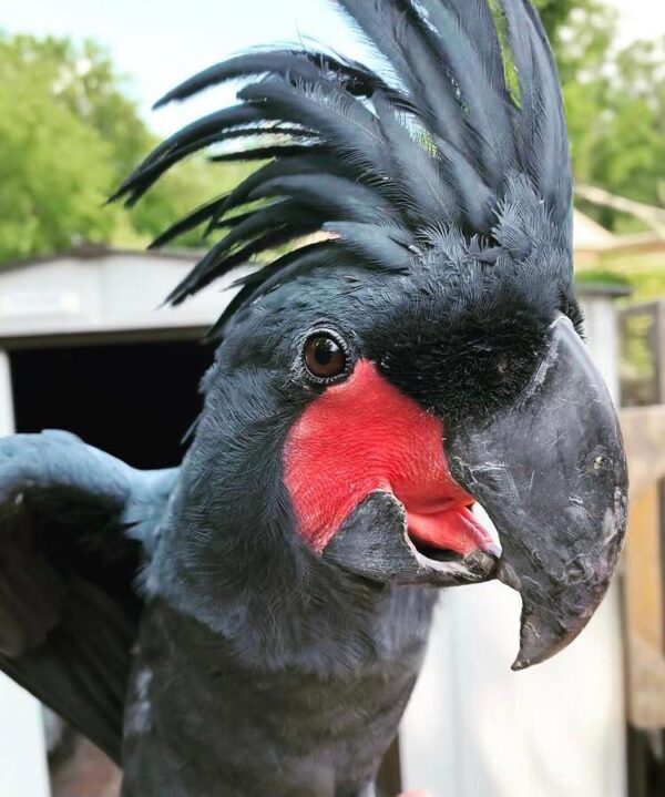 Black Palm Cockatoo For sale