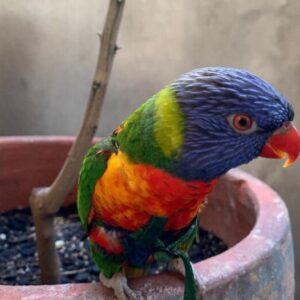 Rainbow Lorikeets