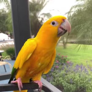 Golden conure-Queen of Bavaria