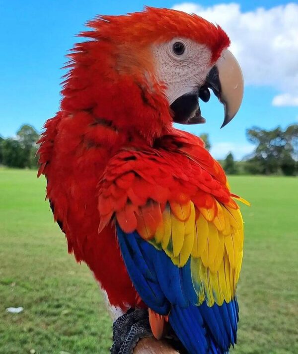 Scarlet Macaws - Image 2