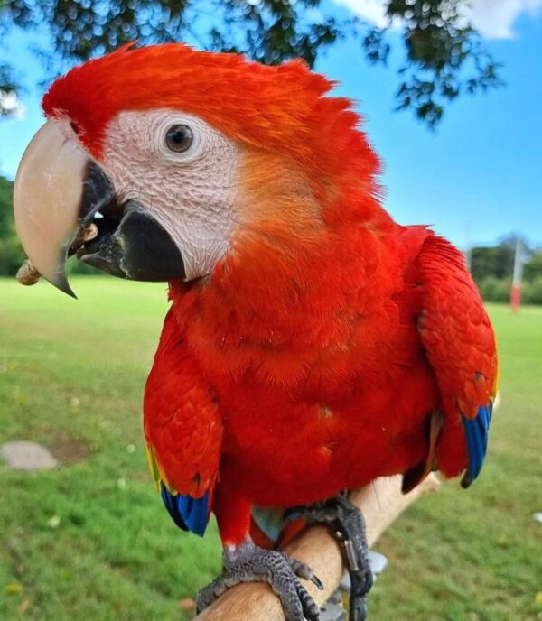 Scarlet Macaws - Image 3