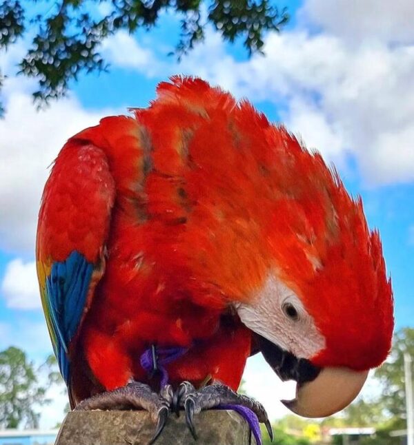 Scarlet Macaws - Image 4