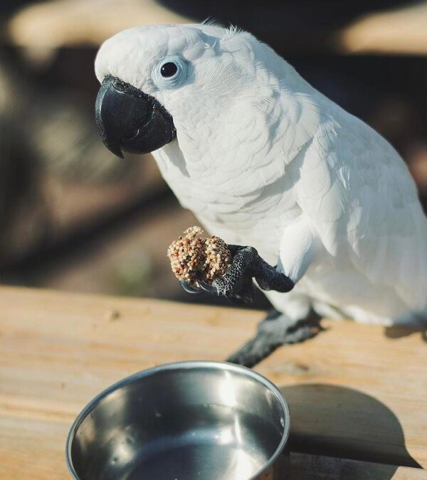 Caparrotua Cockatoo - Image 2