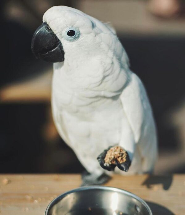 Caparrotua Cockatoo - Image 4