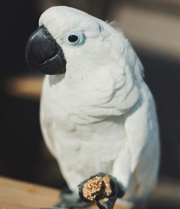 Caparrotua Cockatoo - Image 3