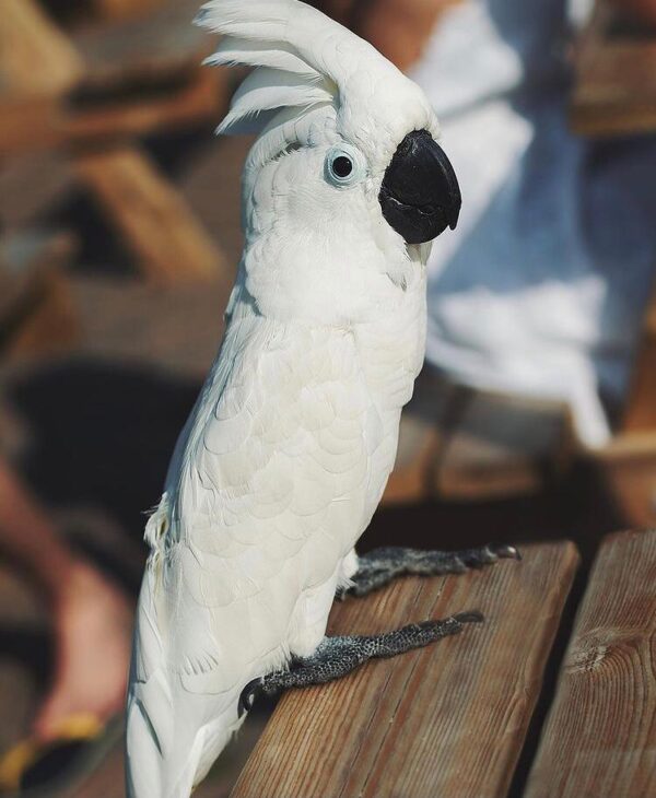 Caparrotua Cockatoo - Image 6