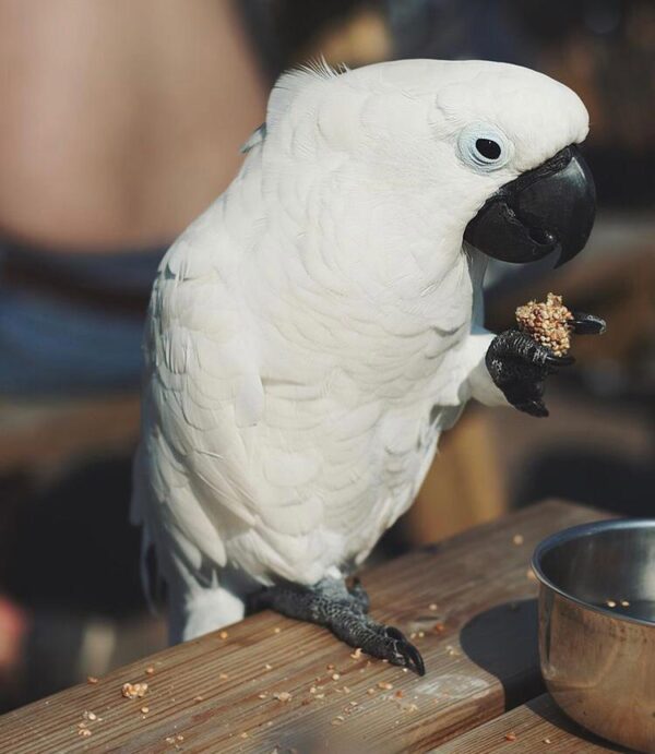 Caparrotua Cockatoo - Image 5