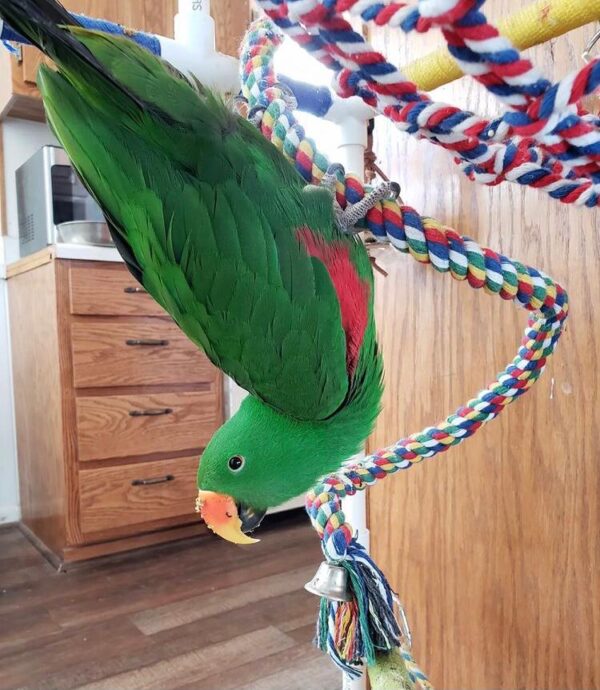Red Sided Eclectus - Image 2