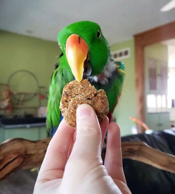 Red Sided Eclectus