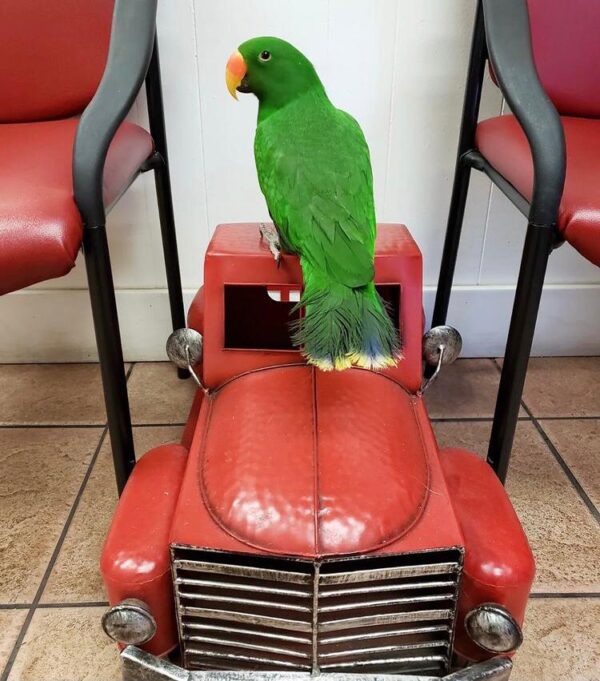 Red Sided Eclectus - Image 3