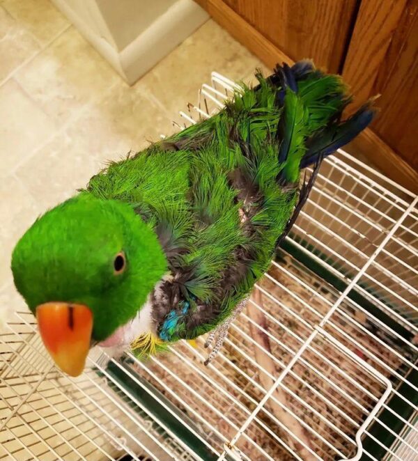 Red Sided Eclectus - Image 5