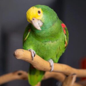 Amazon Parrot For Sale