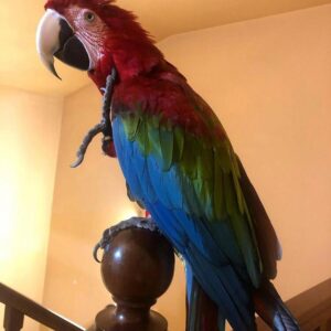 Green Wing Macaw For Sale