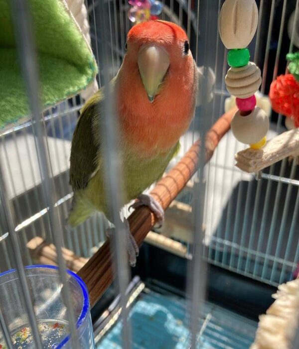 Lovebirds - Image 4
