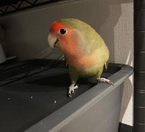 Lovebirds - Image 3