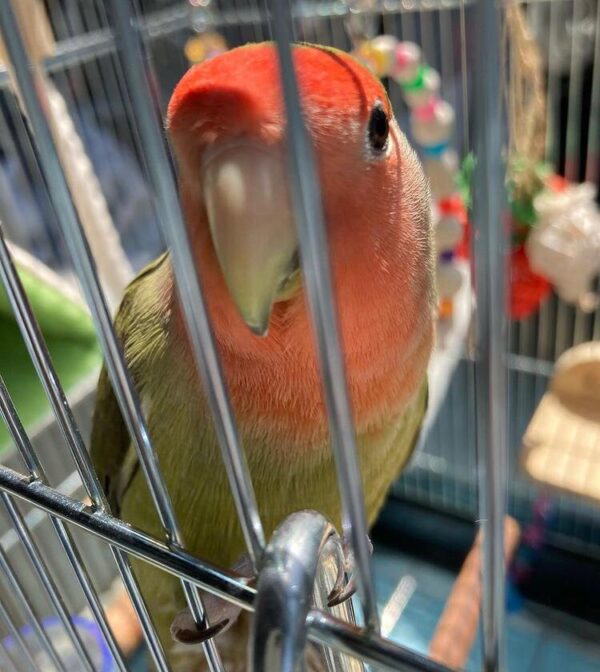 Lovebirds - Image 2