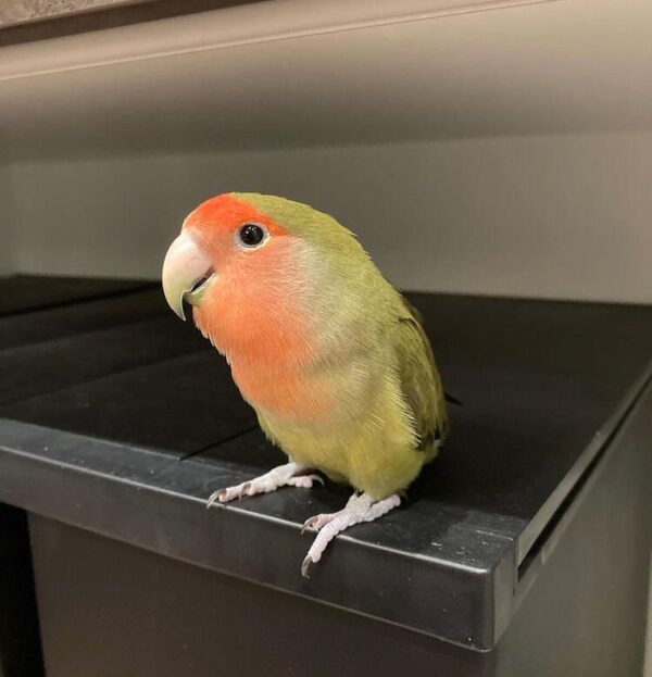 Lovebirds - Image 5