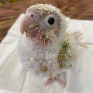 Baby Conure For Sale