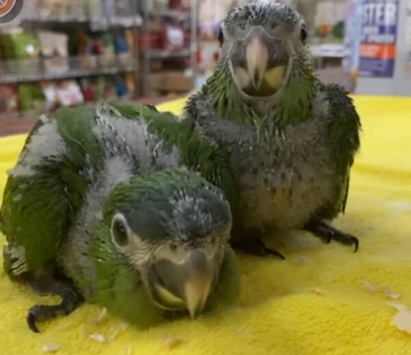 Baby Hahns Macaw - Image 2