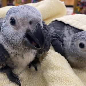 Baby African Grey Parrots