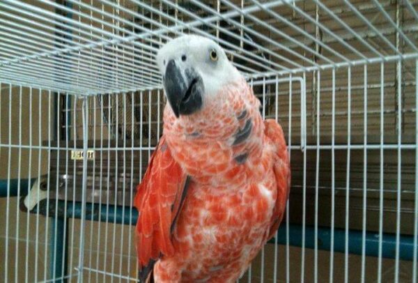 Red Factor African Grey Parrots