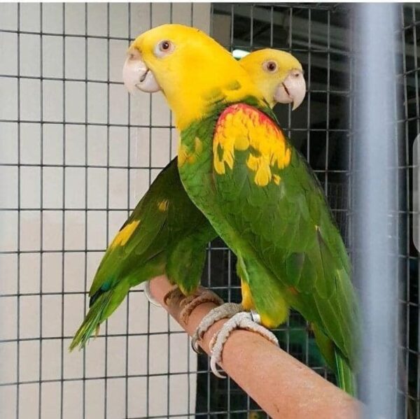 Buy Double Yellow Headed Amazon Parrot Online