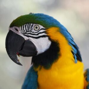 Blue and Gold Macaw