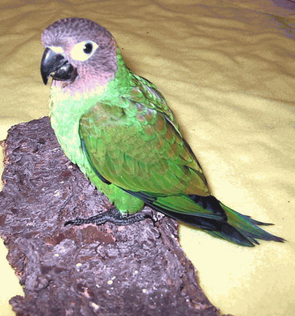 Dusky Headed Conure - Image 2