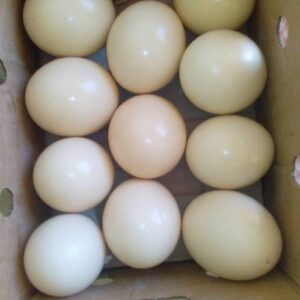 Hyacinth Macaw Eggs For Sale