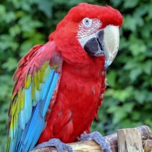Green Winged Macaw