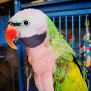 Buy Moustache Parakeet Online