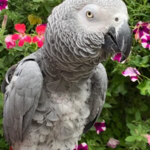 African Grey Parrot