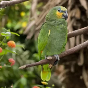 Orange Winged Amazon